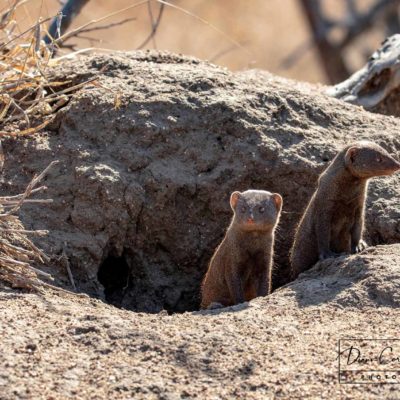 Dwarf Mongoose Venture Out from Their Home in Kruger National Park, South Africa - by Diann Corbett Johnson