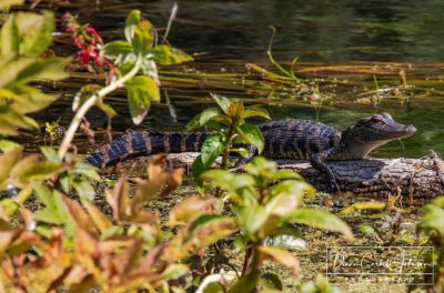 Juvenile Alligator, Silver Springs State Park, Ocala, Florida