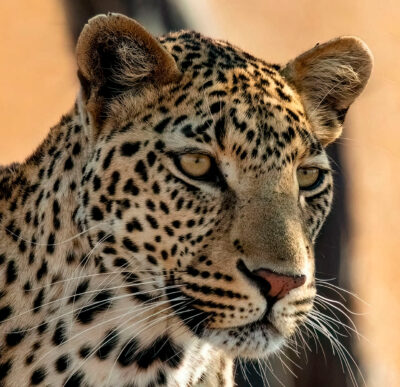 Leopard in Kruger National Park, South Africa.