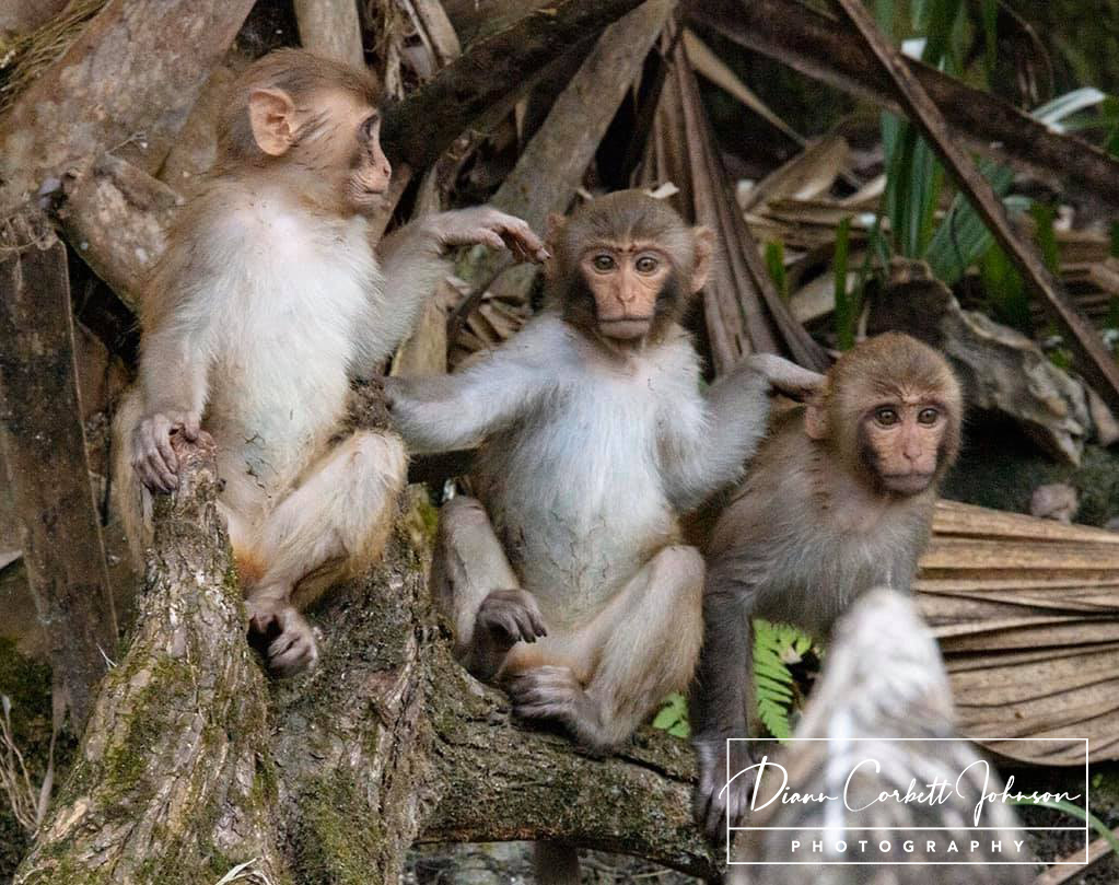 Three-Juvenile-Monkeys-Ocala-Diann-Johnson