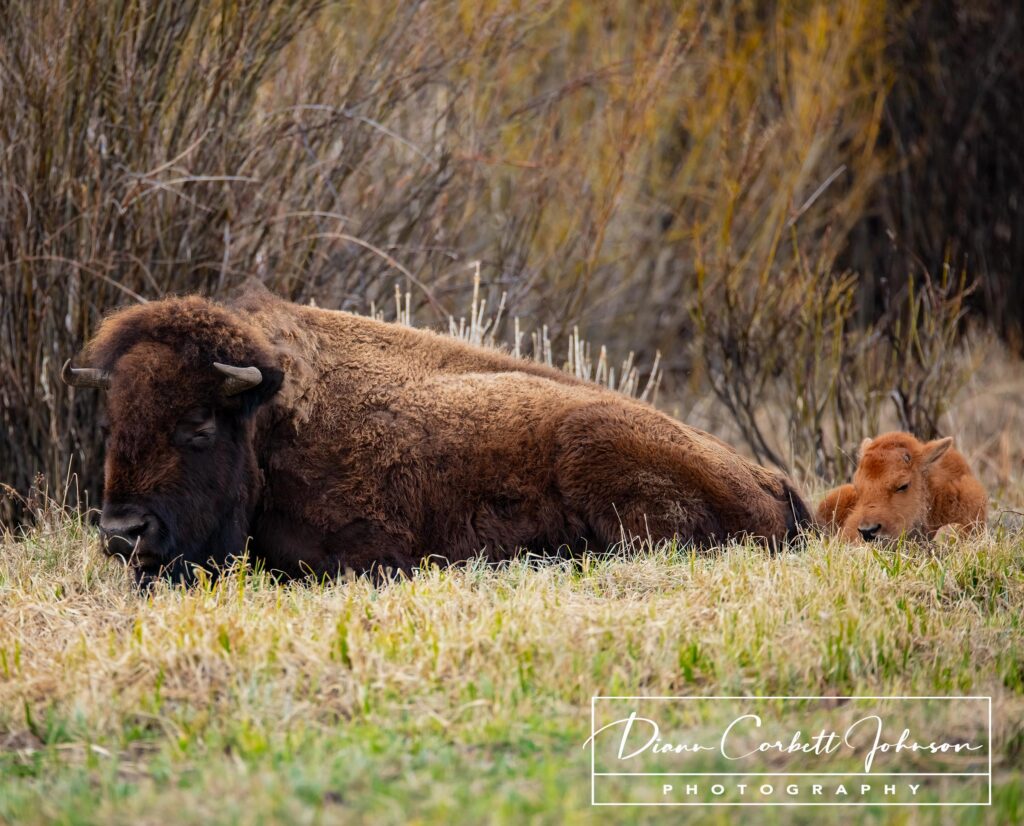 Mother and calf in Yellowstone National Park