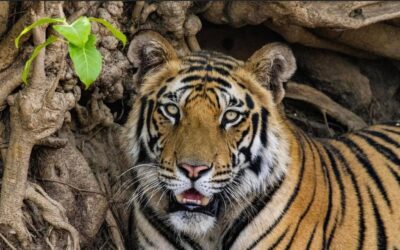 Bengal tiger cub in Bandhavgarh National Park, India, 2022