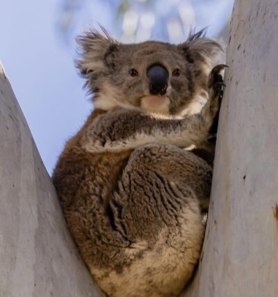 A koala sits in Belair National Park, Australia