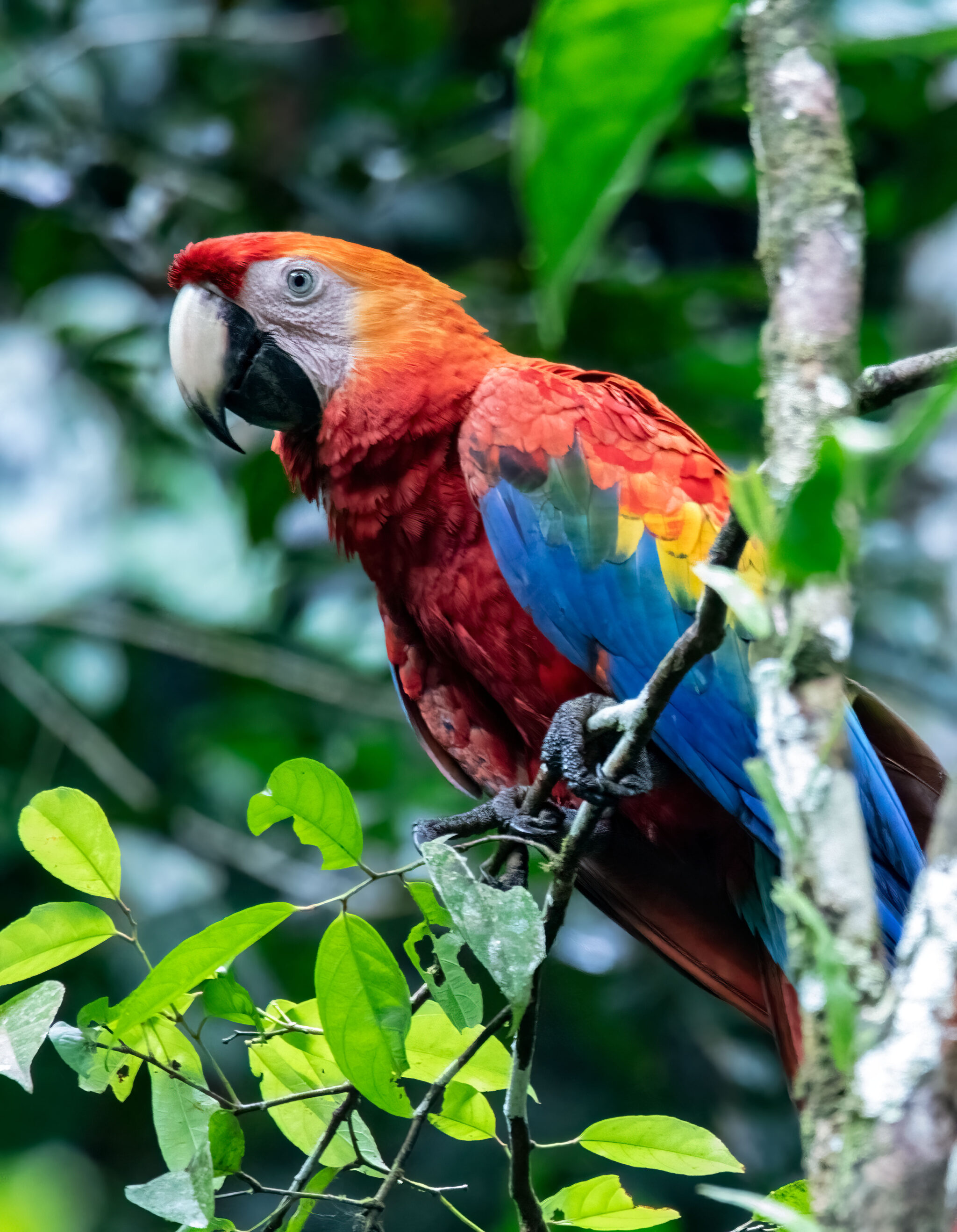 Scarlet McCaw, Amazon Rainforest, Ecuador, 2019