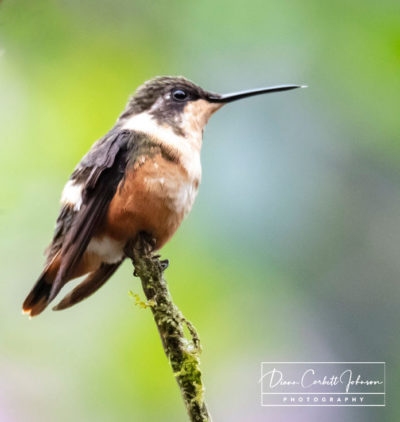 Hummingbird in Mindo Cloud Forest, Ecuador