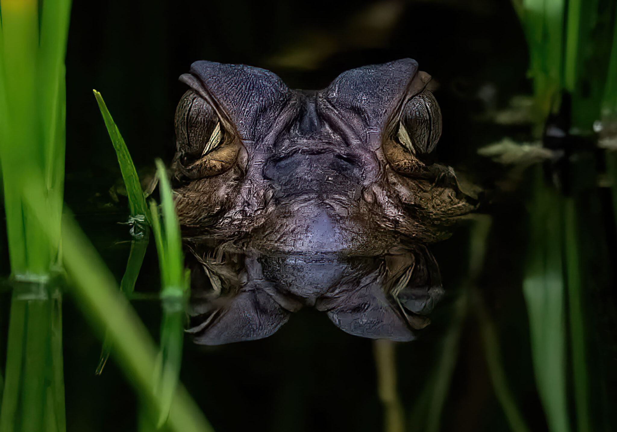 Caiman, Amazon Rainforest