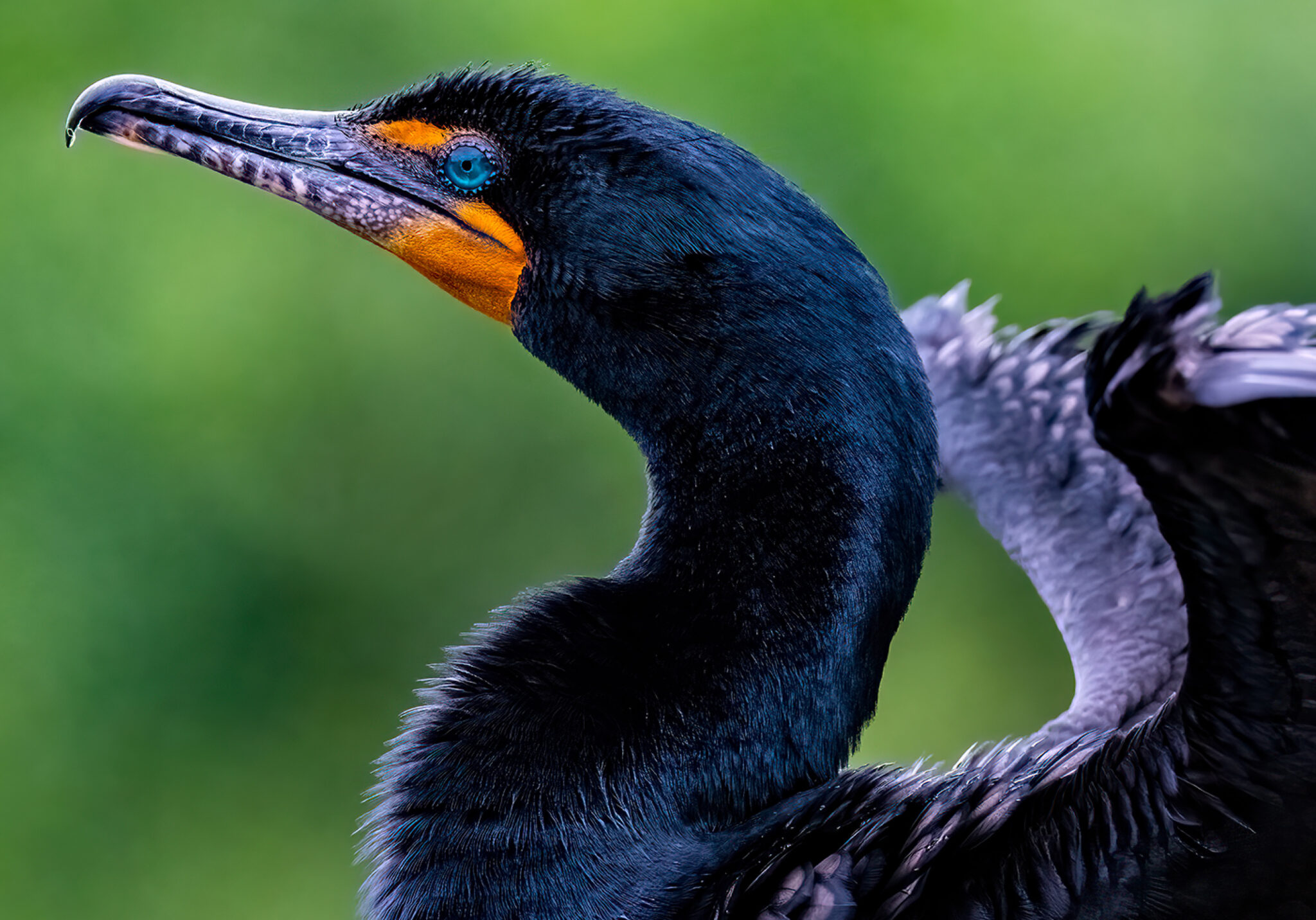 A cormorant dries its wings in Wakodahatchee Wetlands, 2022