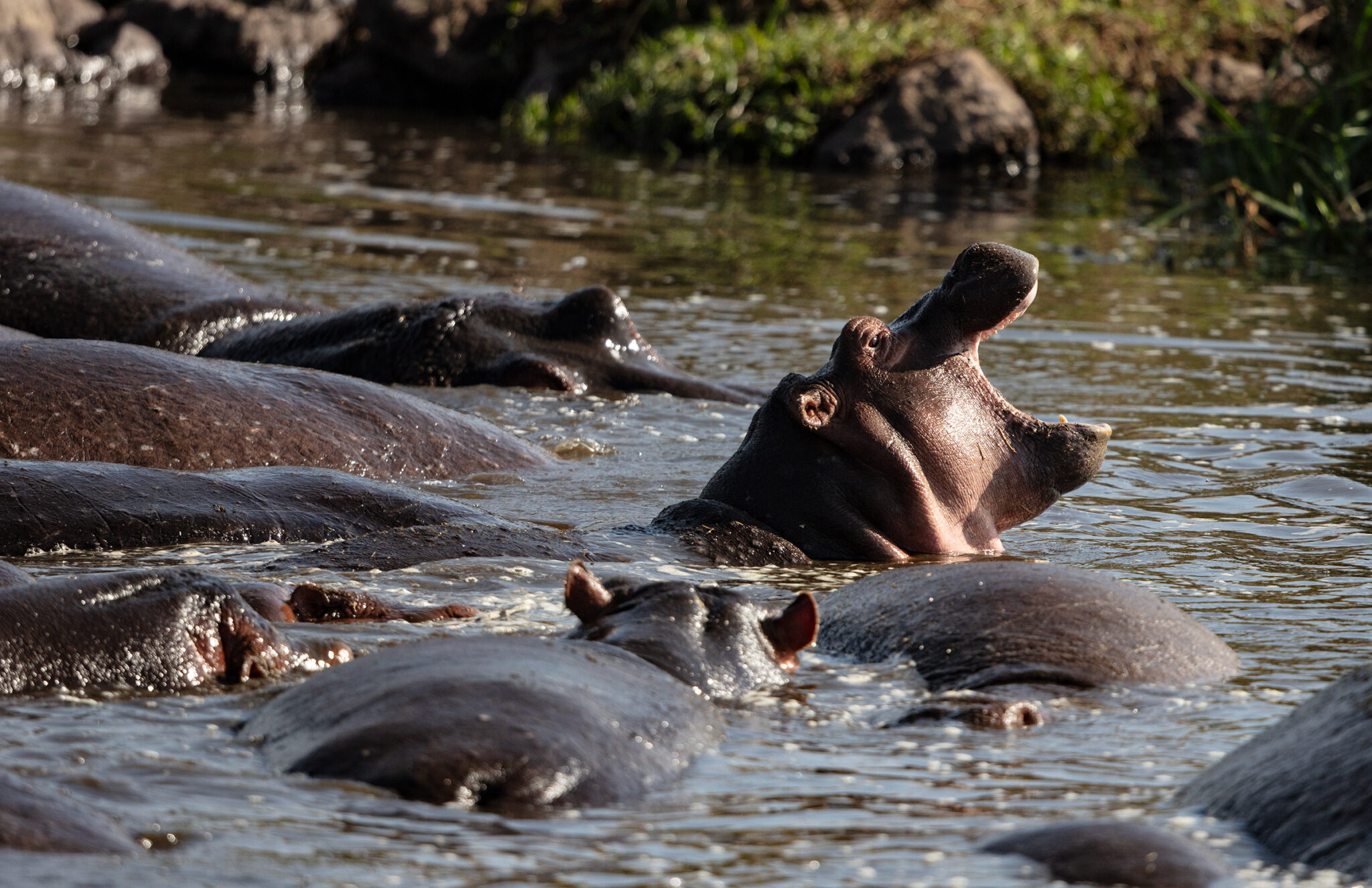 Hippos, Maasai Mara