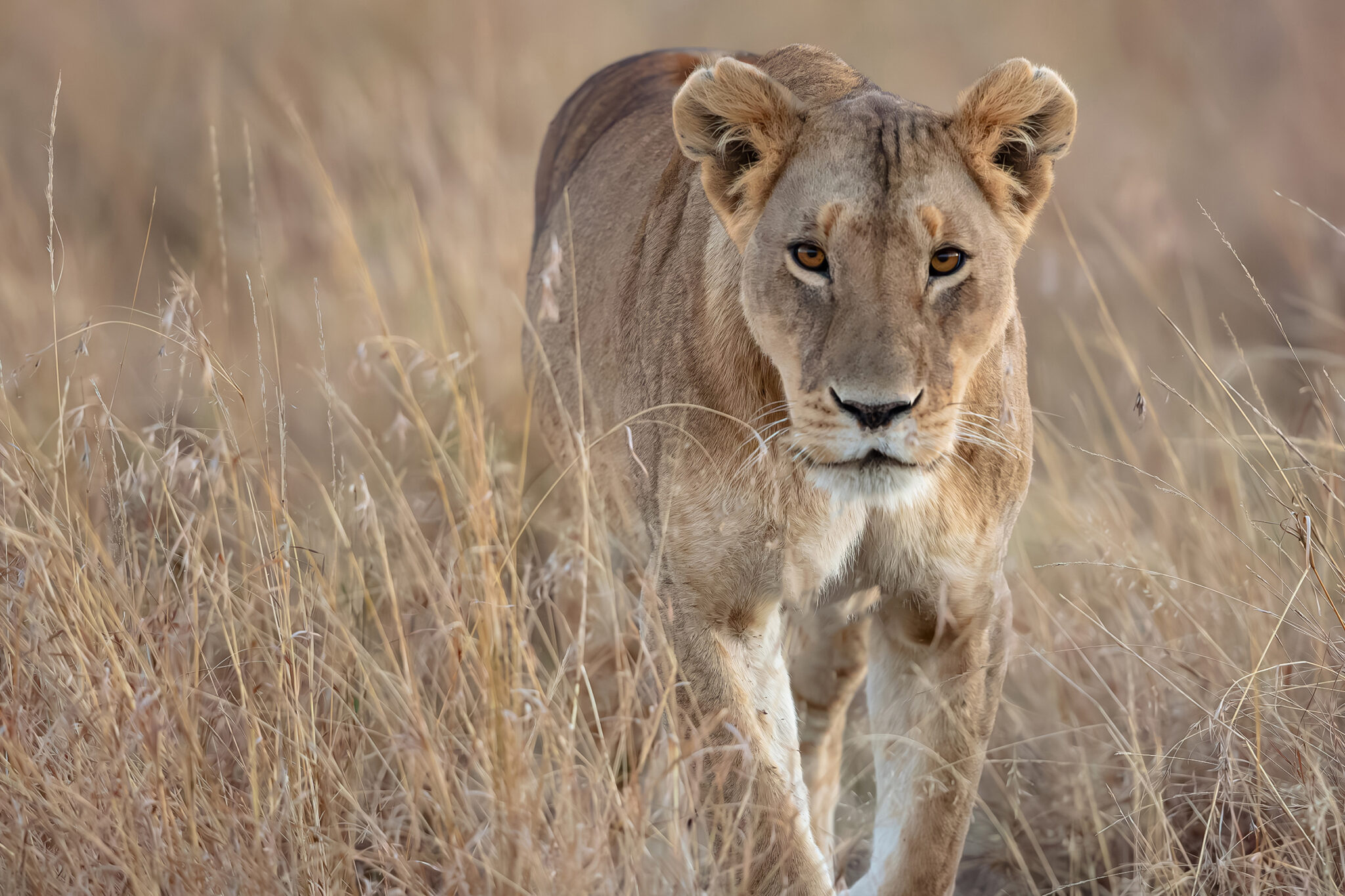 A lioness in the Maasai Mara, Kenya, 2023