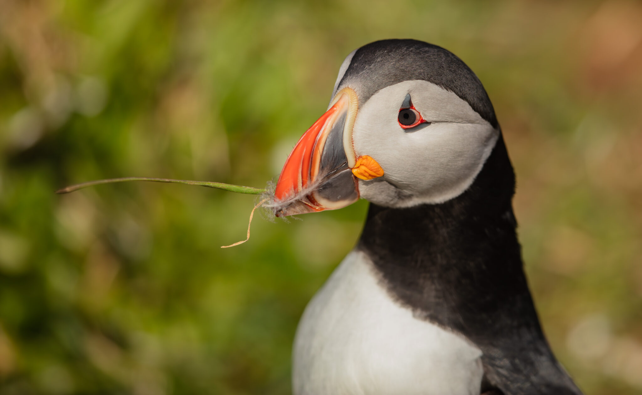 Atlantic Puffin, Iceland
