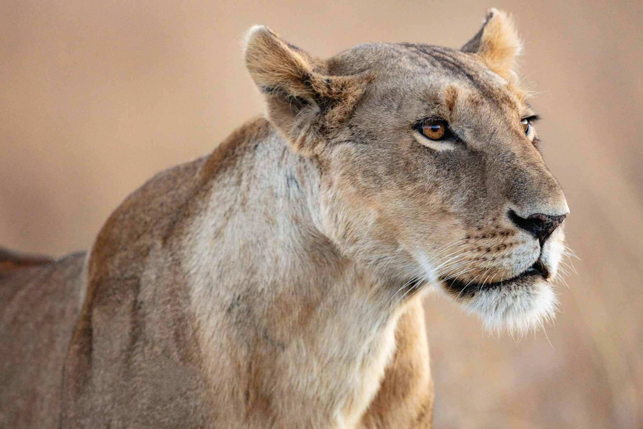 Lioness in the Maasai Mare