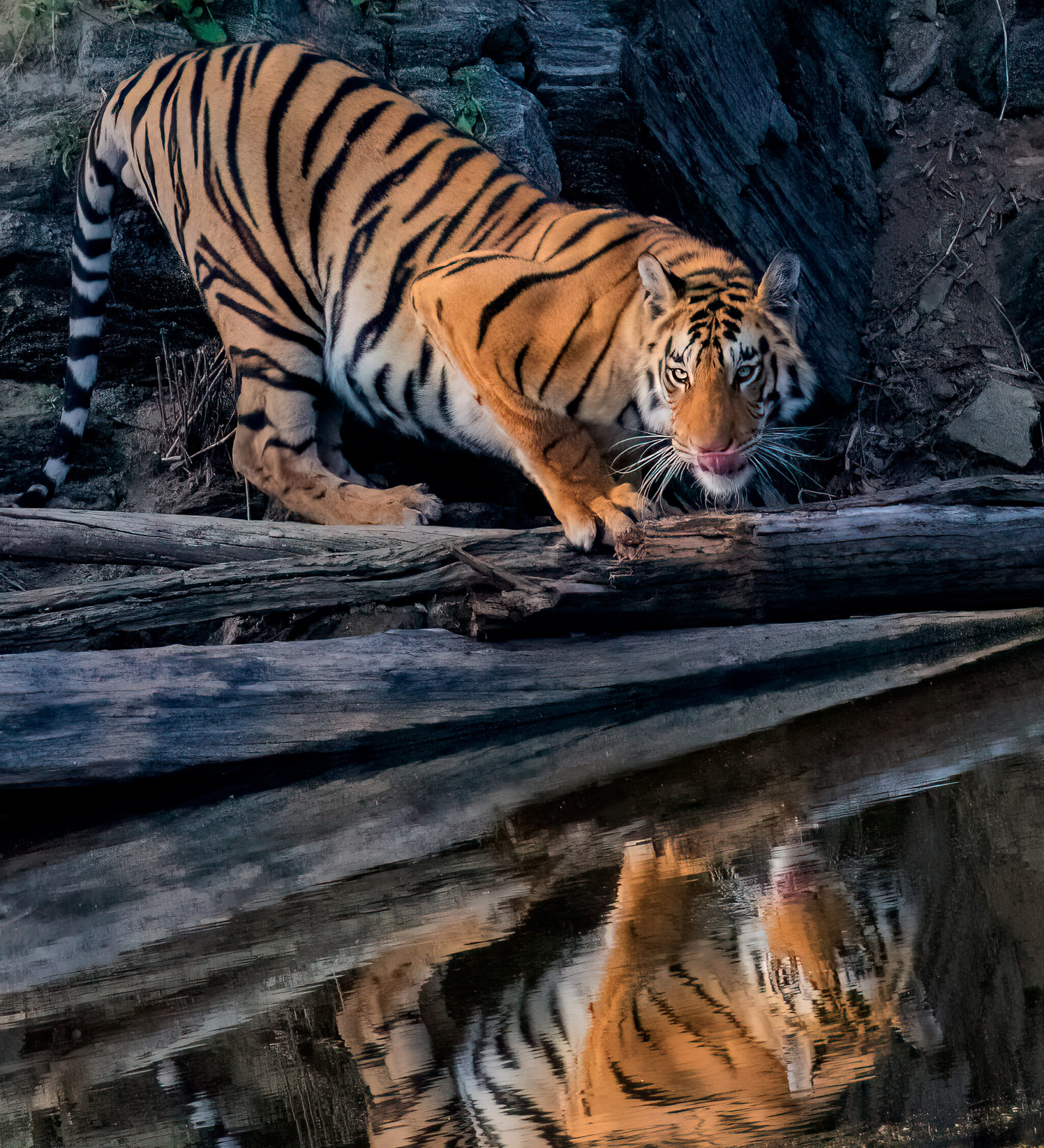 A Bengal tiger in Pench National Park, India, 2022