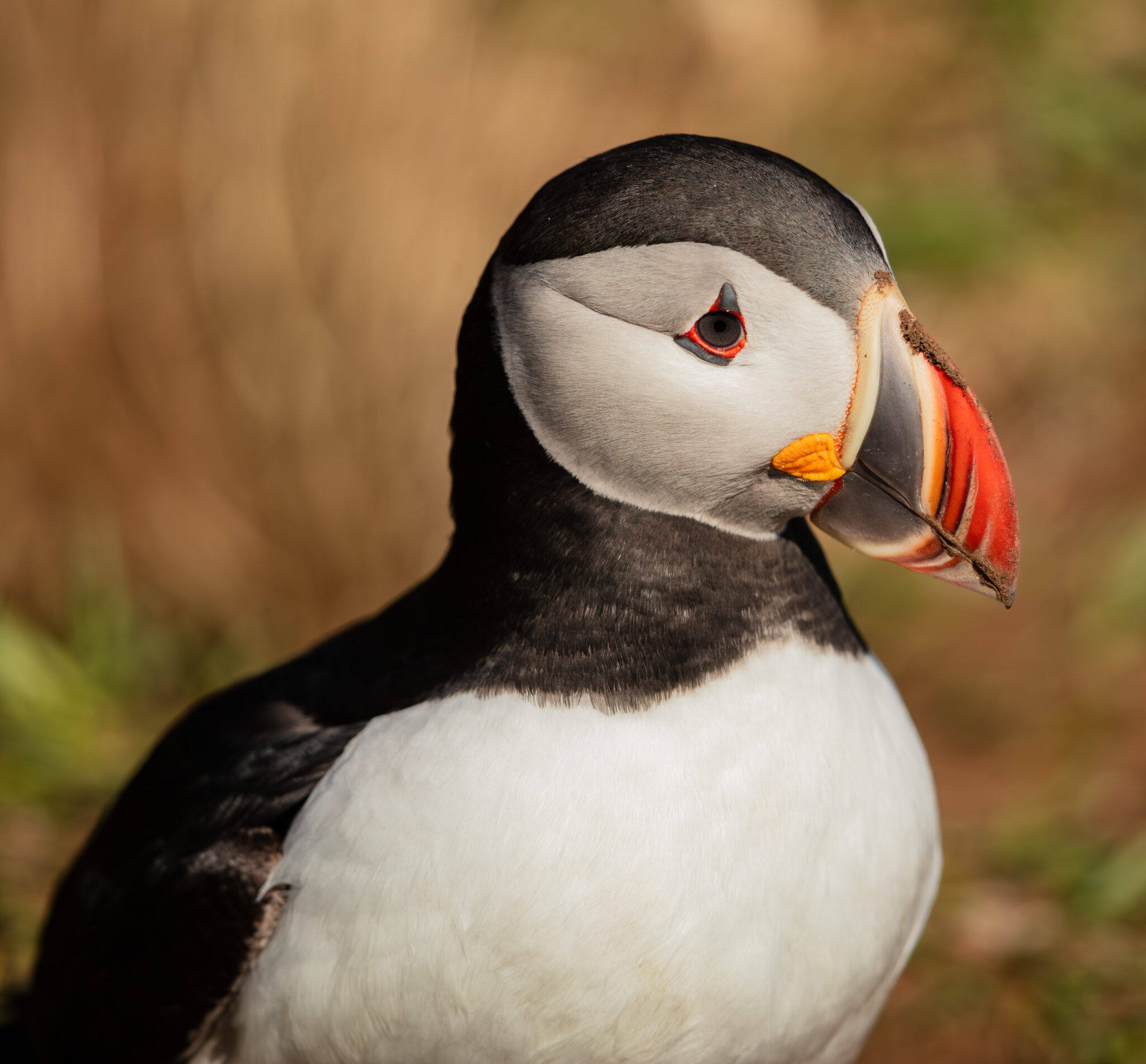 Puffin in Iceland