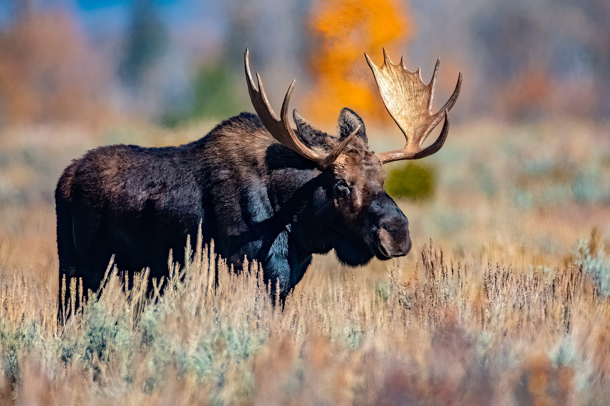 Bull Moose, Grand Teton National Park, WY, USA, 2021