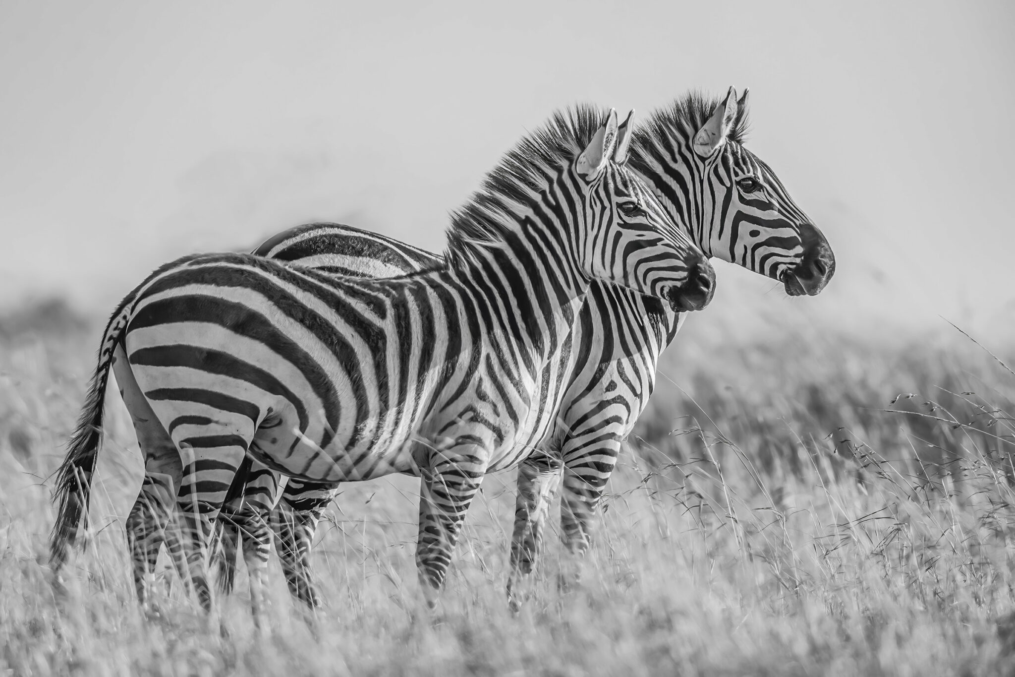 Two Zebra in the Mara Triangle, Kenya, 2023 - by Diann C. Johnson