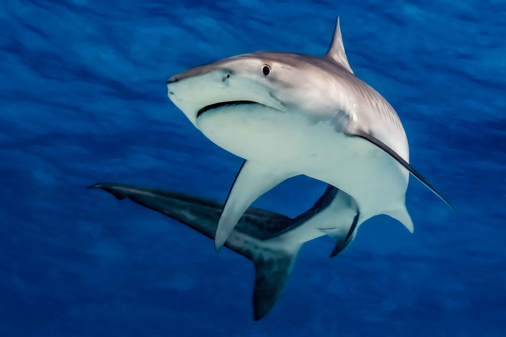 Juvenile Tiger Shark, Bimini, Bahamas, 2023