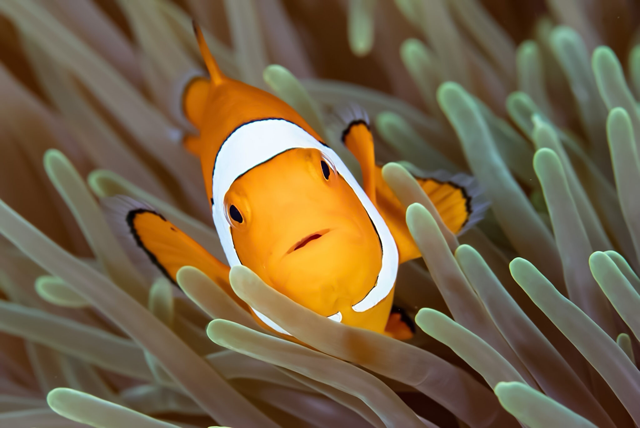 Clown Fish in Indonesia, 2019
