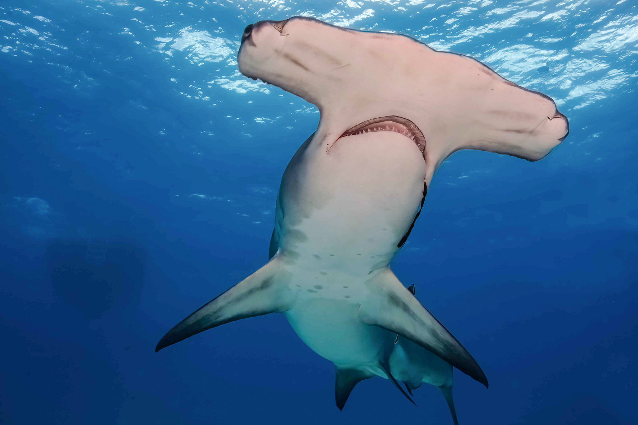 Great hammerhead, Bimini, Bahamas, 2023