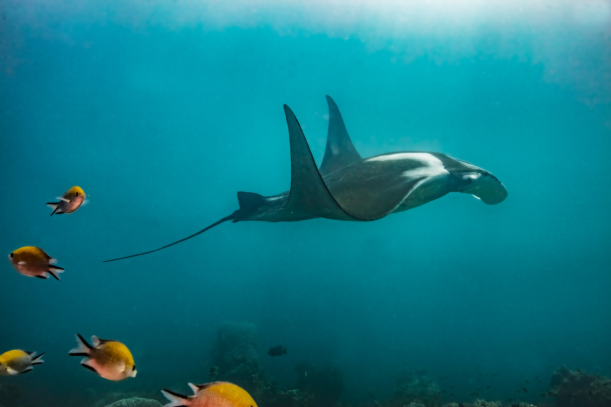 Giant Manta Ray in Indonesia, 2019