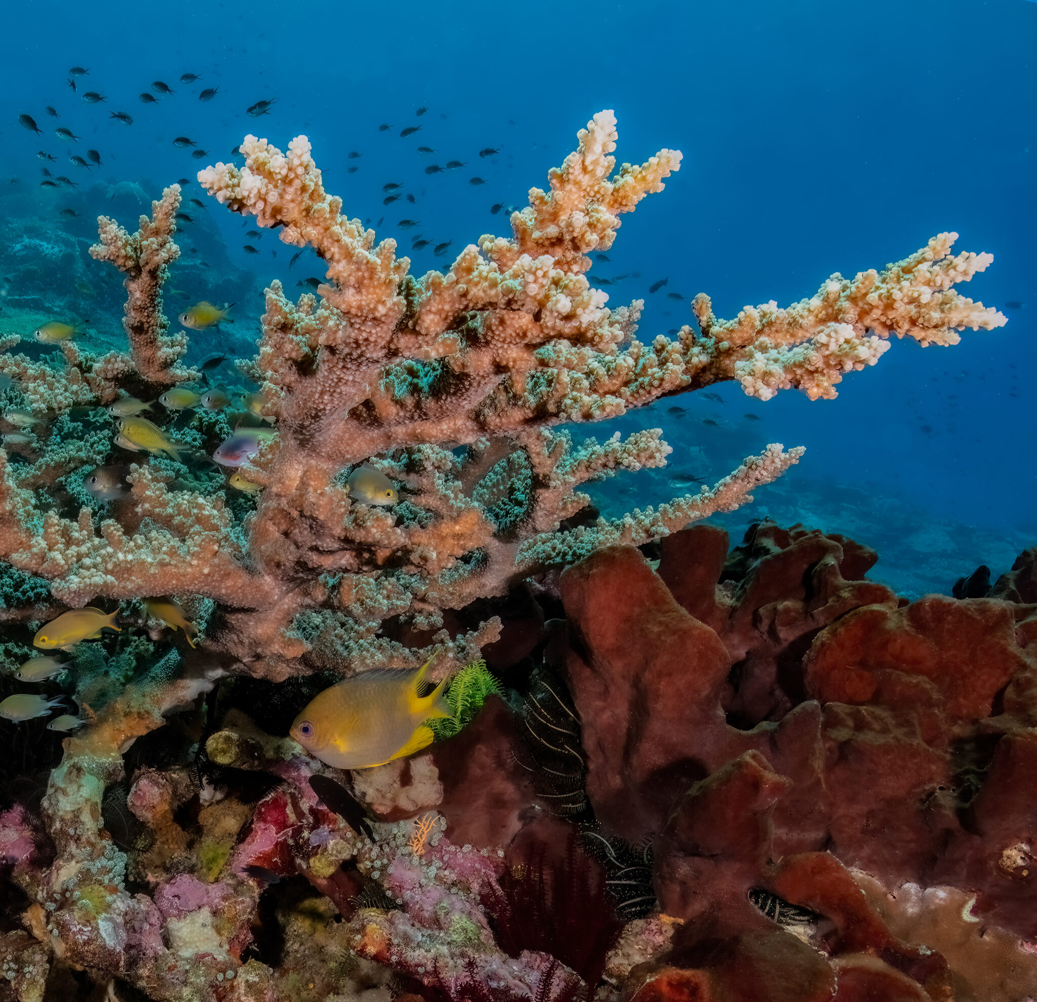 Tree of Life in Indonesia, 2019 by Diann C. Johnson
