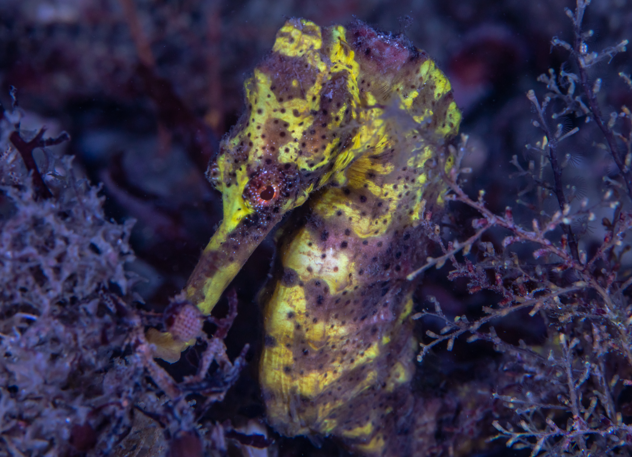 Seahorse at Blue Heron Bridge, USA, 2023 by Diann C. Johnson