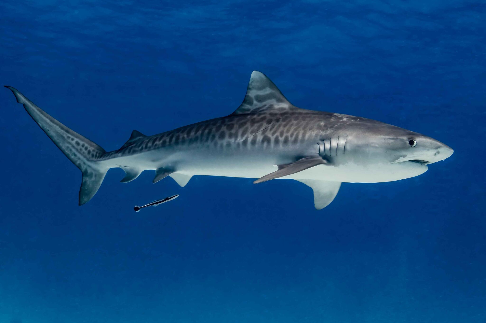 Tiger Shark Bimini, Bahamas, 2023