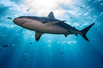 Caribbean Reef Shark, Bimini, Bahamas, 2023