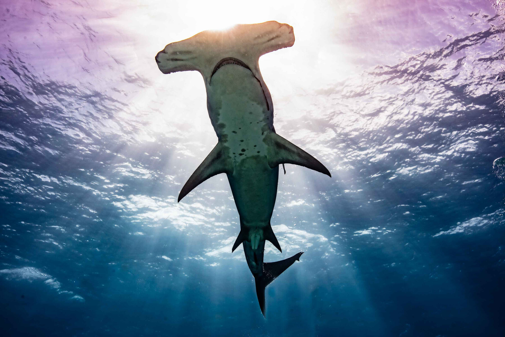 Great hammerhead, Bimini, Bahamas, 2023 - by Diann C. Johnson