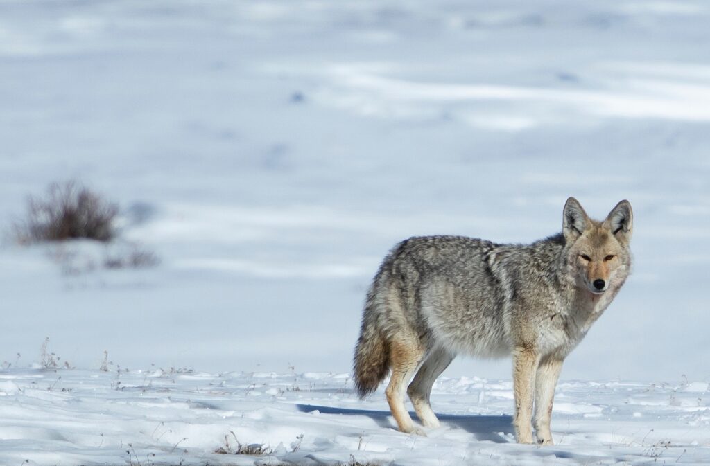 Coyote in Yellowstone National Park.