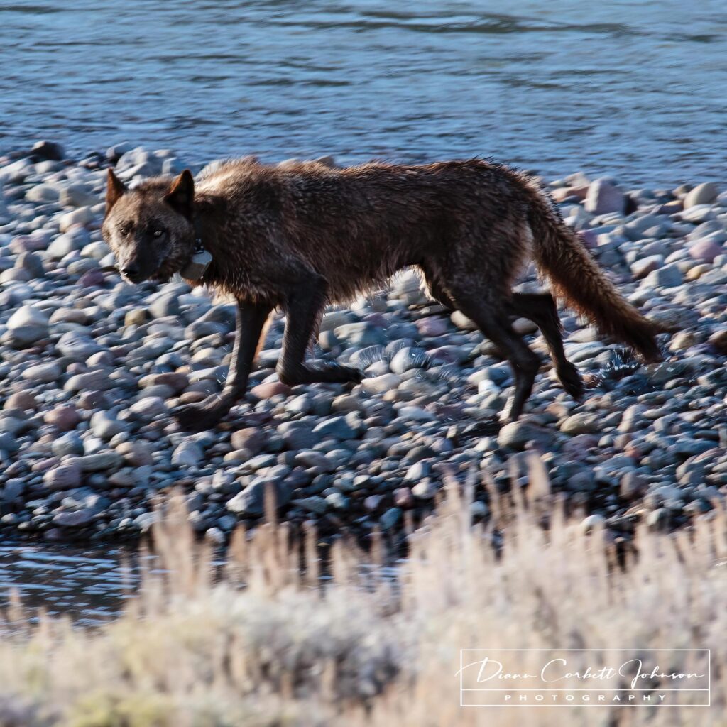 A grey wolf from the Wapati pack in Lamar Valley