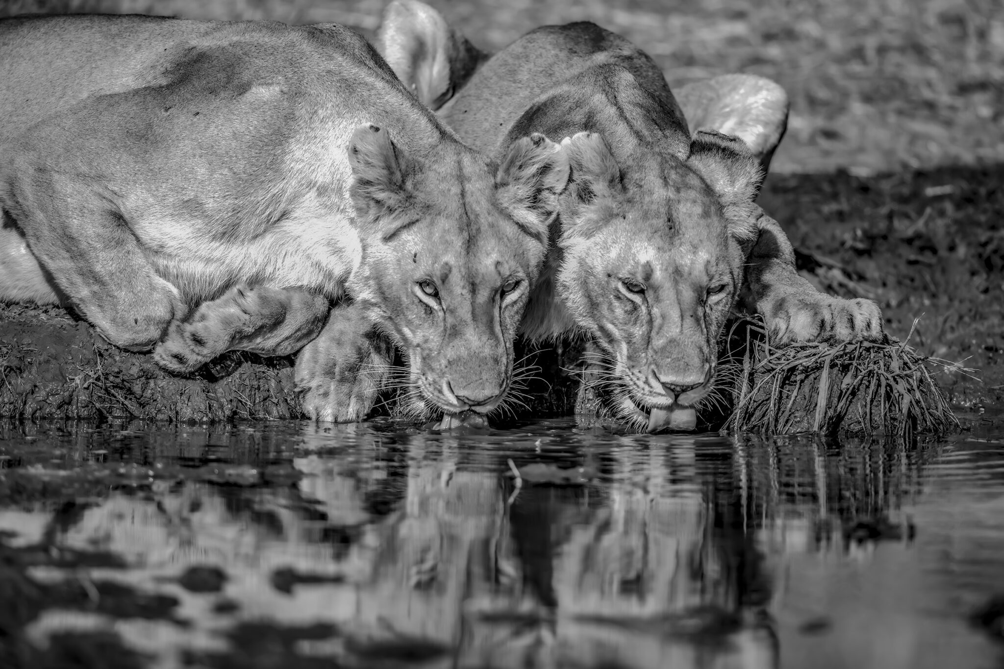 Two lionesses drinking, Mara Triangle, Kenya, 2023