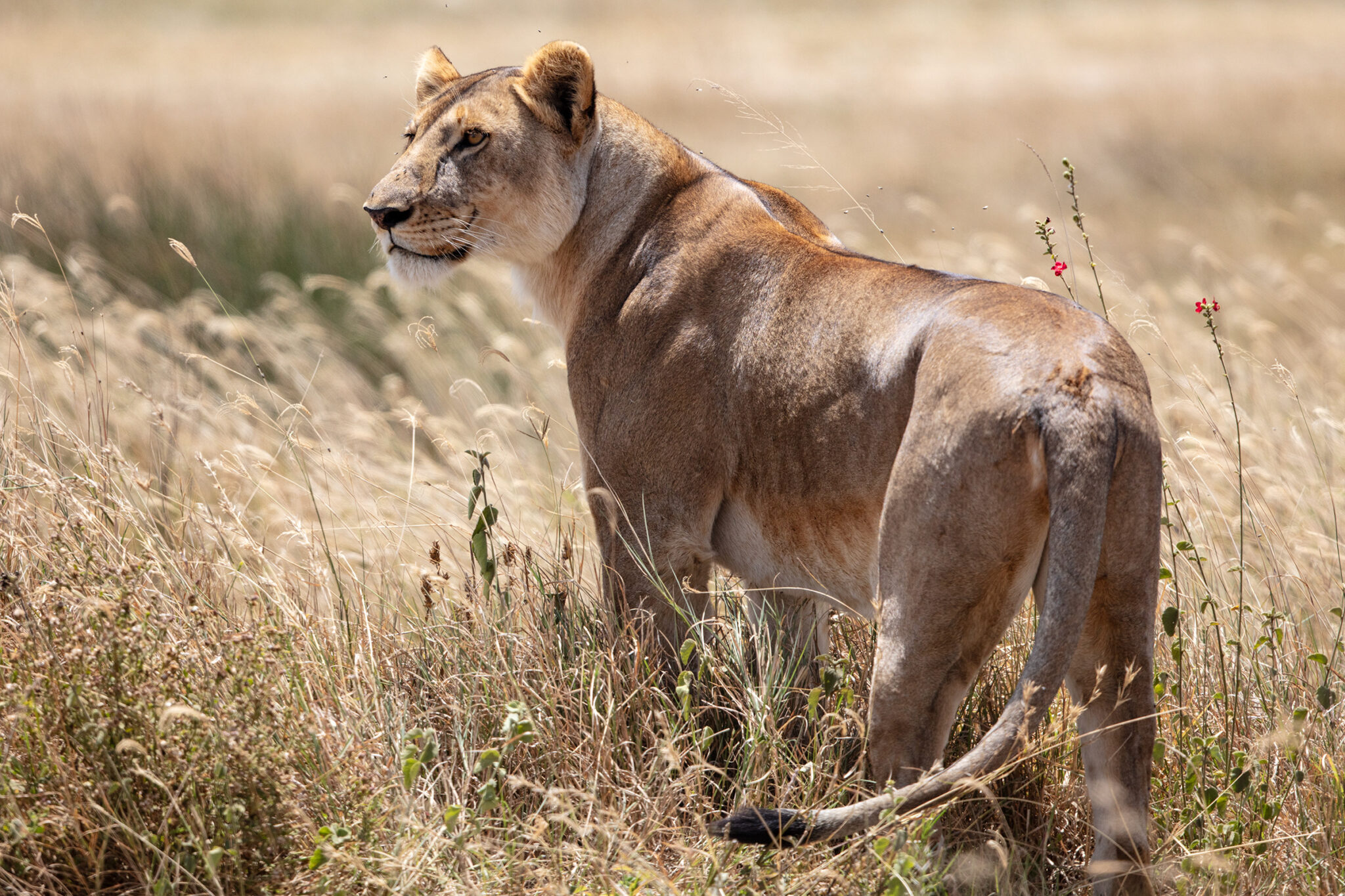 A Lioness in the Serengeti, Tanzania, 2023