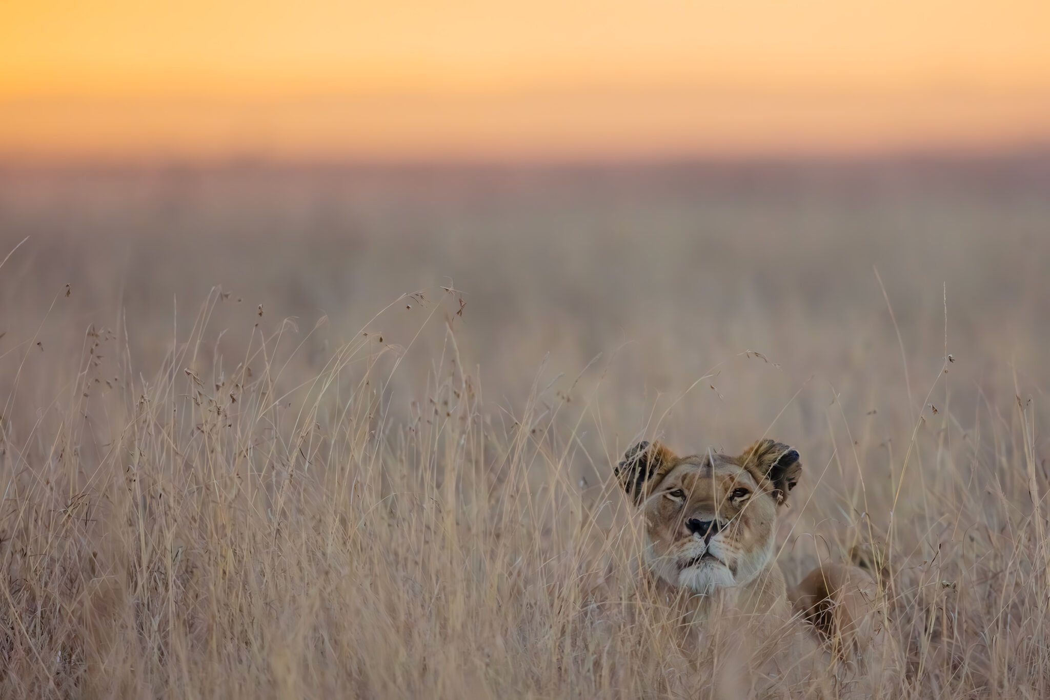 Lioness in the Maasai Mare