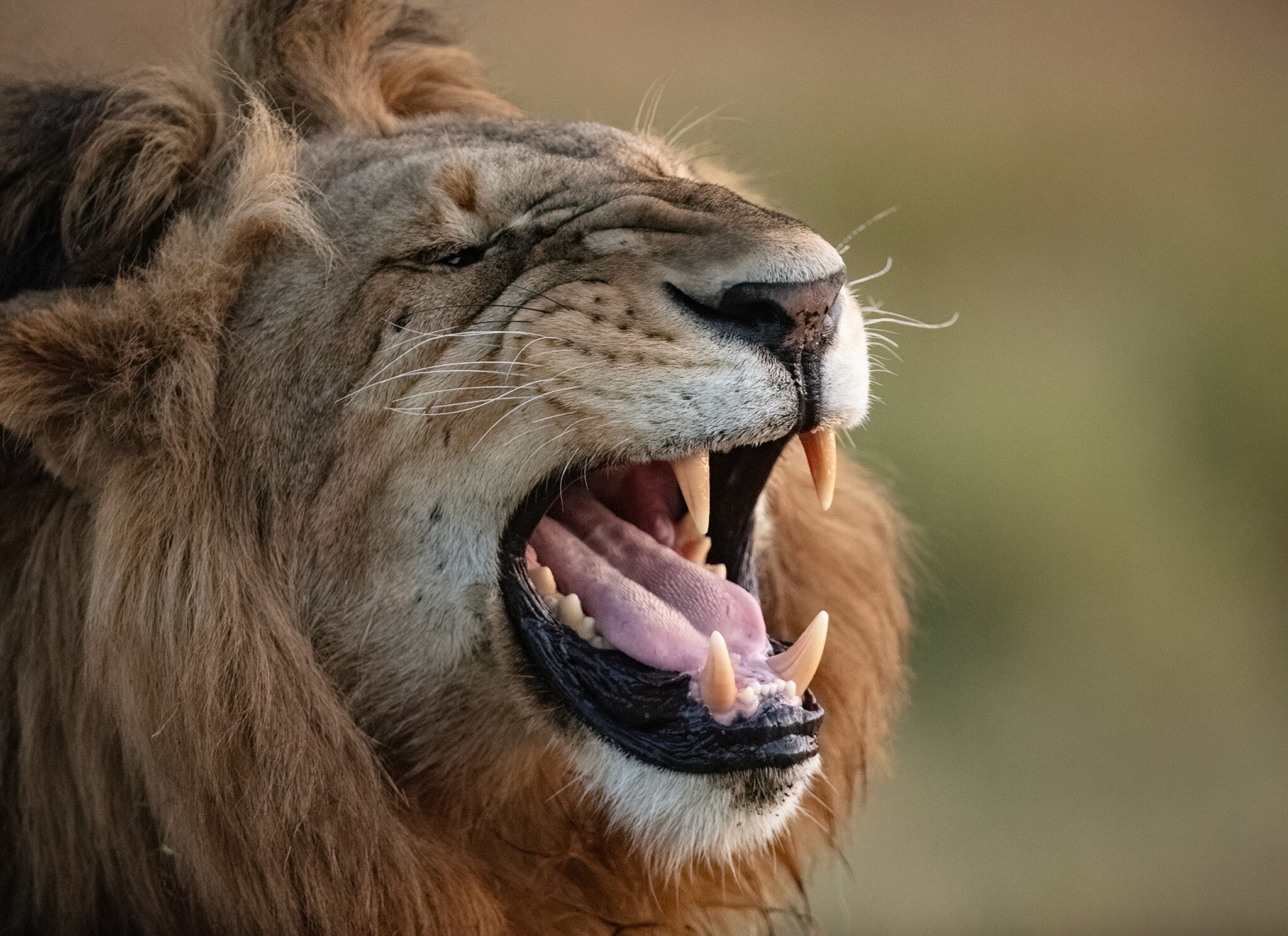 A lion in the Maasai Mara, Kenya, 2023