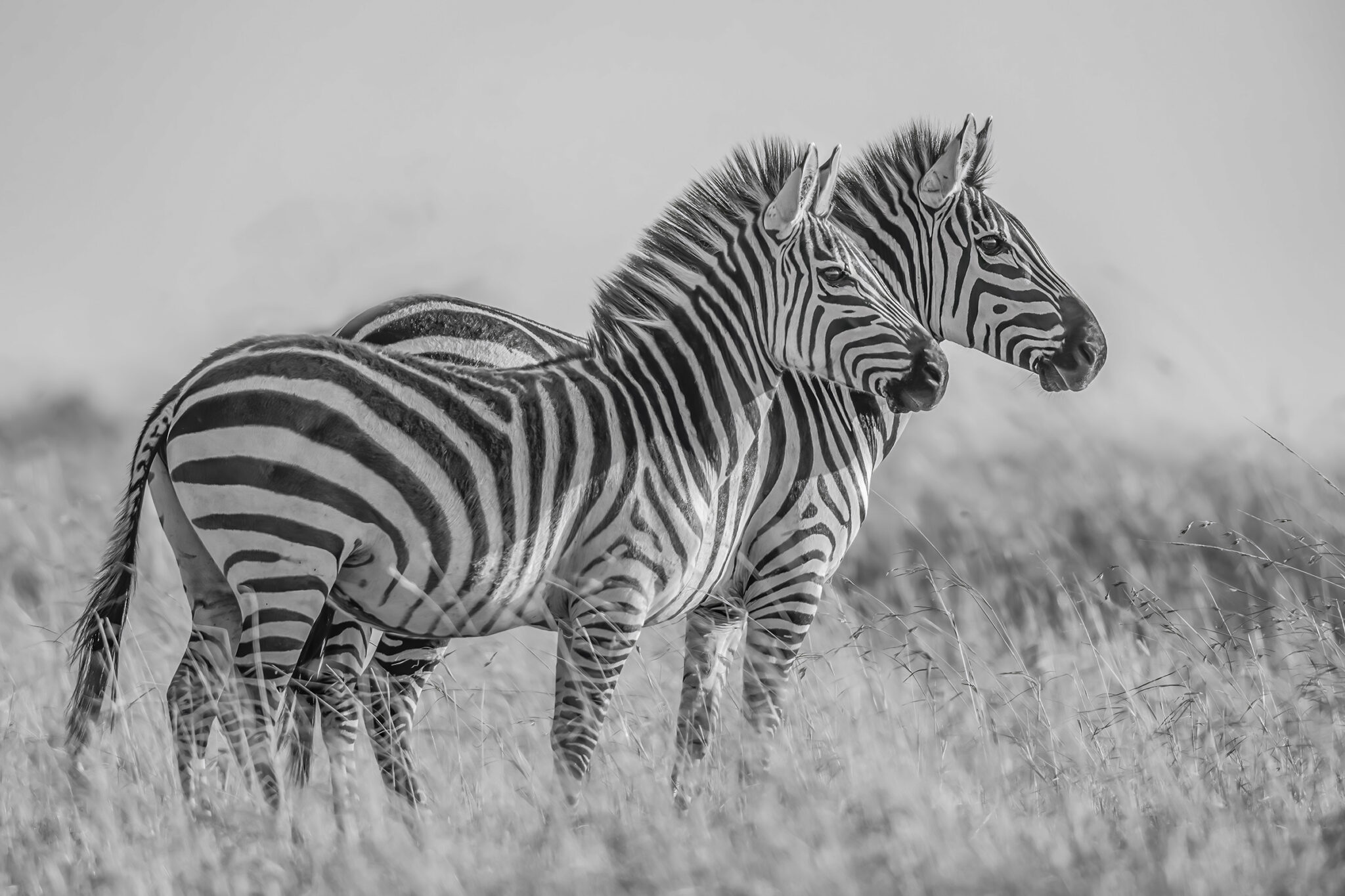 Two Zebra in the Mara Triangle, Kenya, 2023