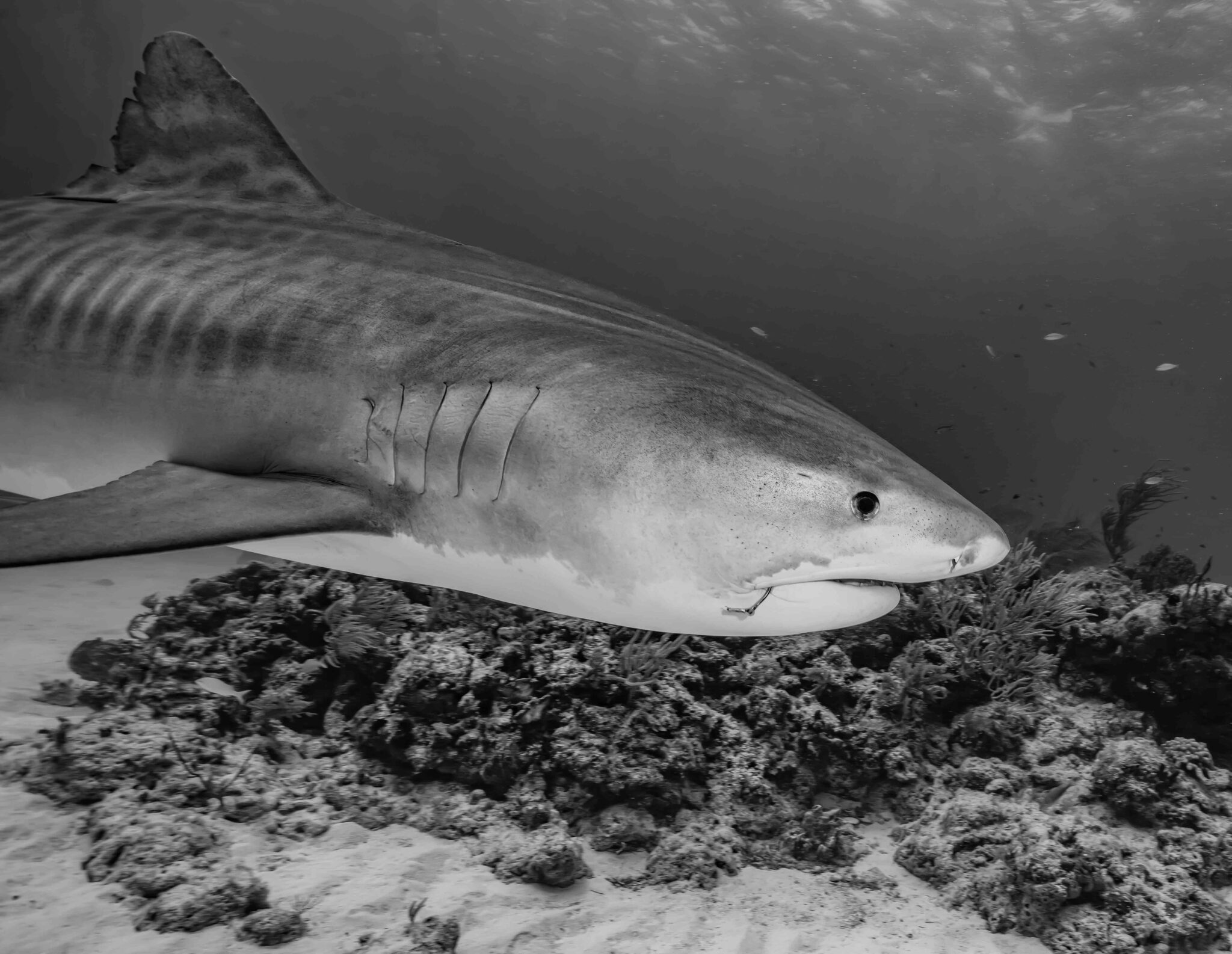 Tiger Shark, Tiger Beach
