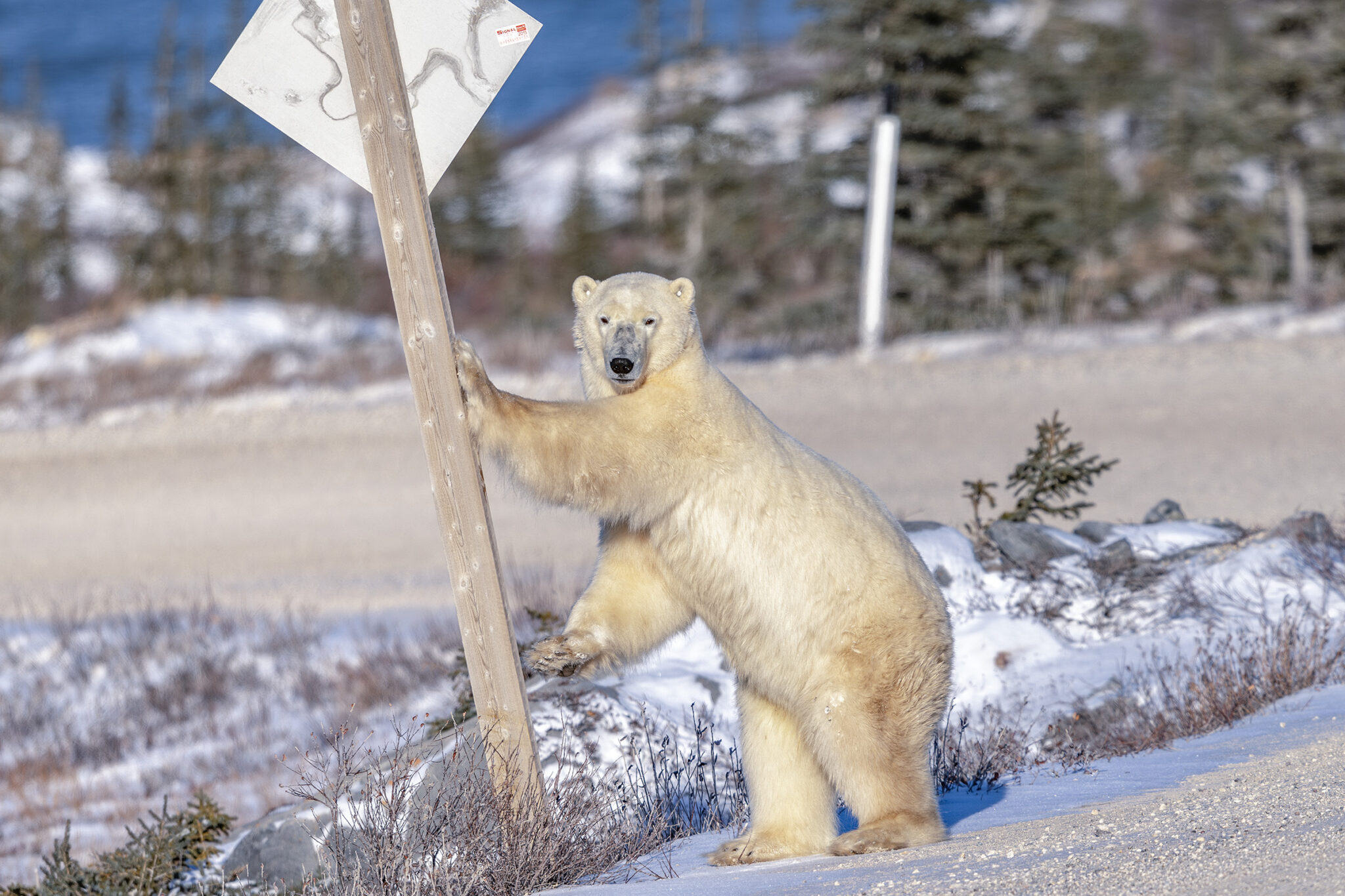 Polar Bear in Churchill, Canada