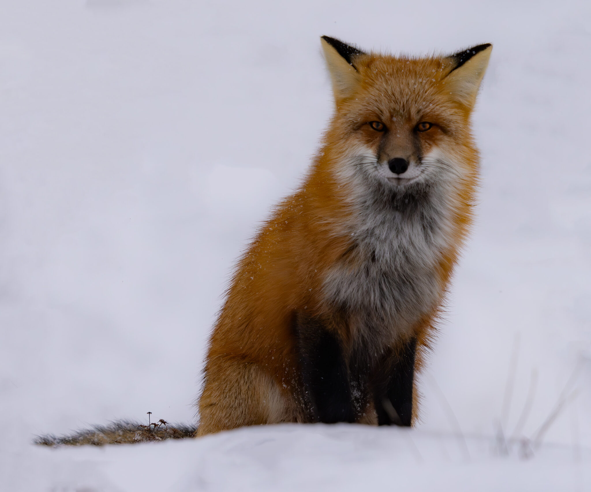 Red fox in Churchill, Manitoba