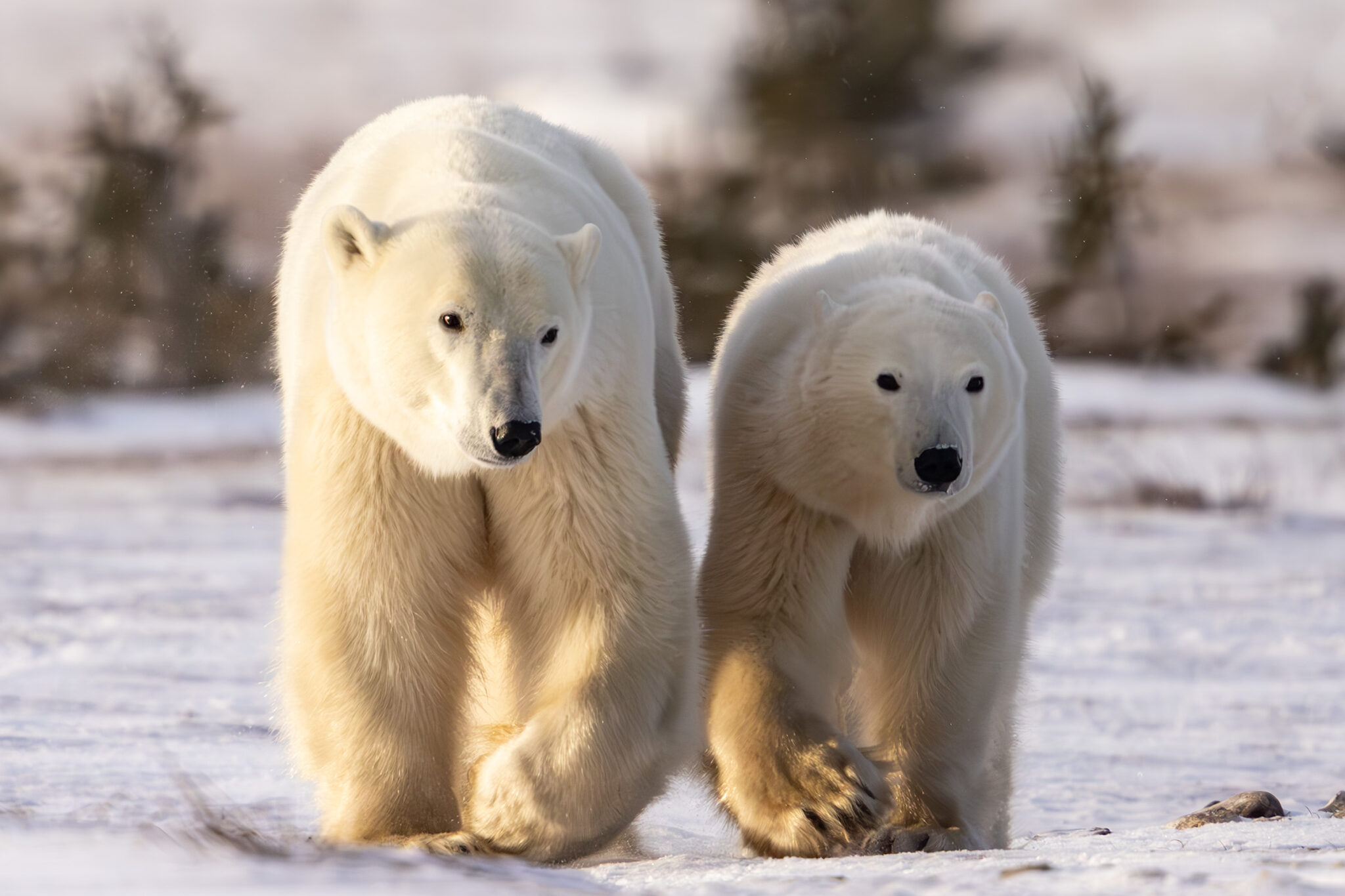 Polar Bears in Churchill, Canada