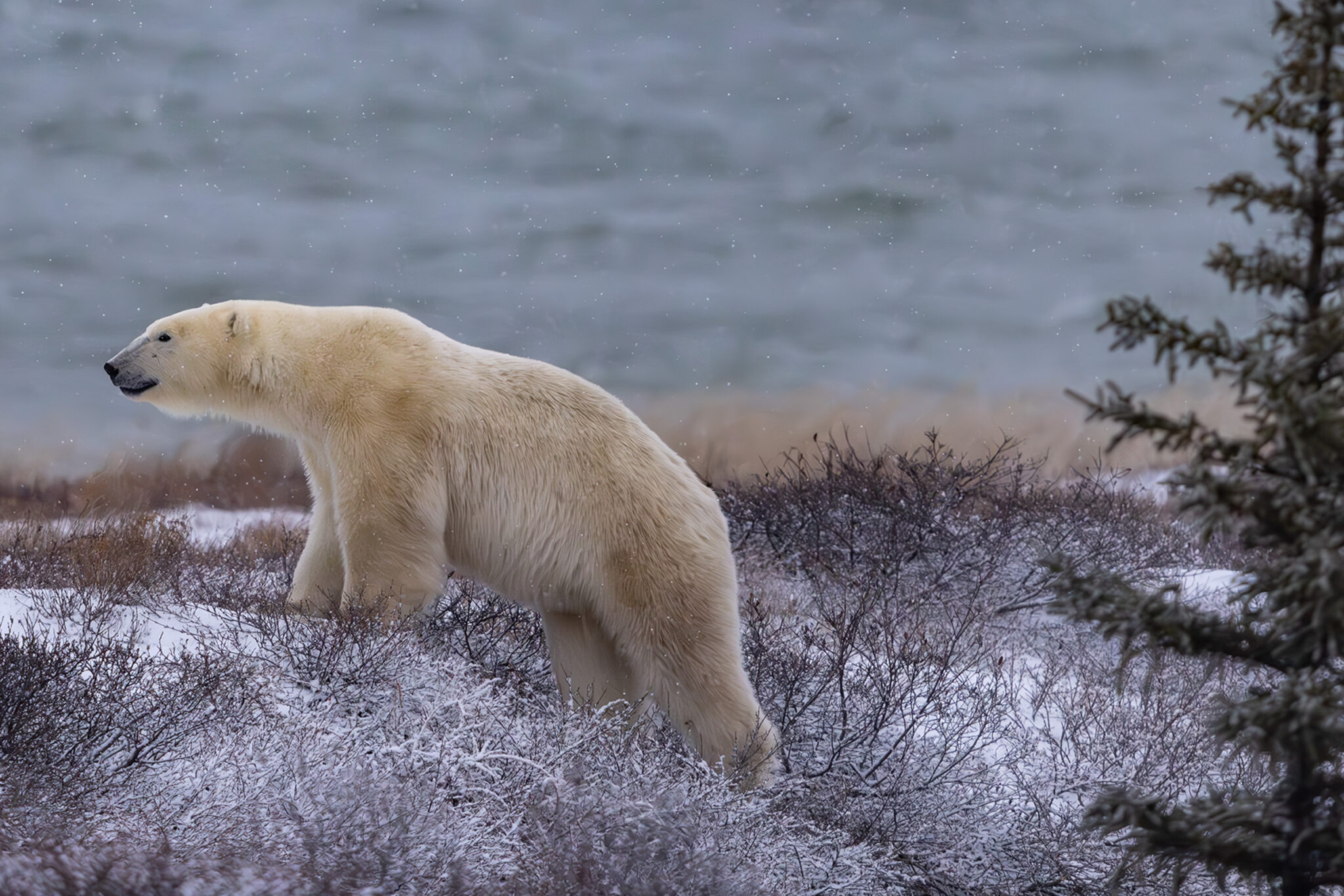 Polar bear in Churchill, Manitoba
