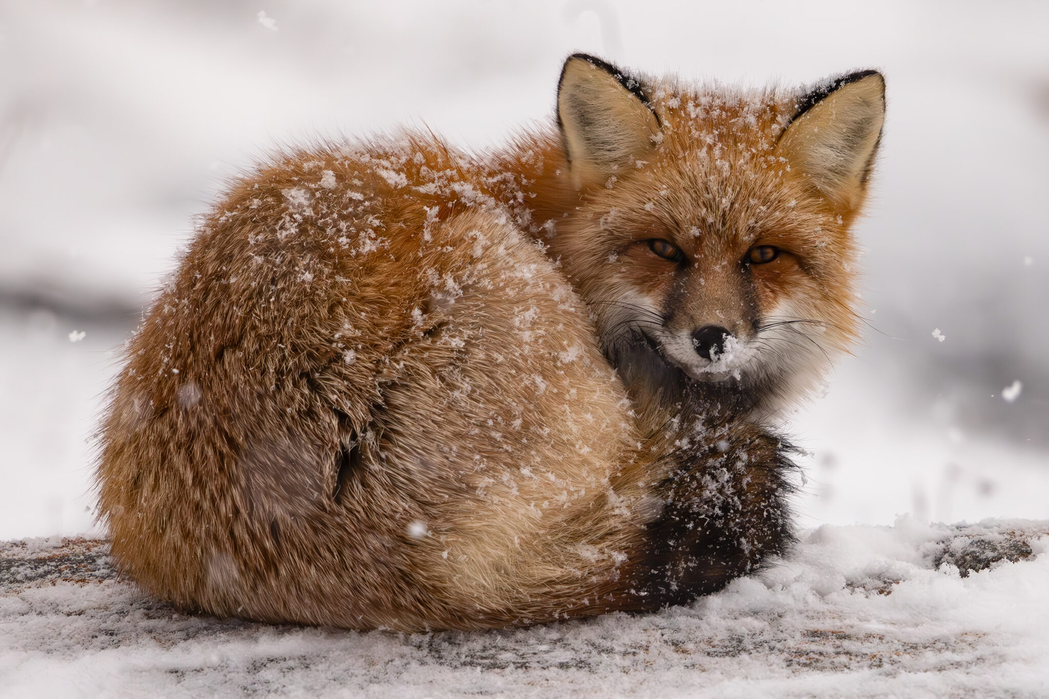 Red Fox in Churchill, Canada